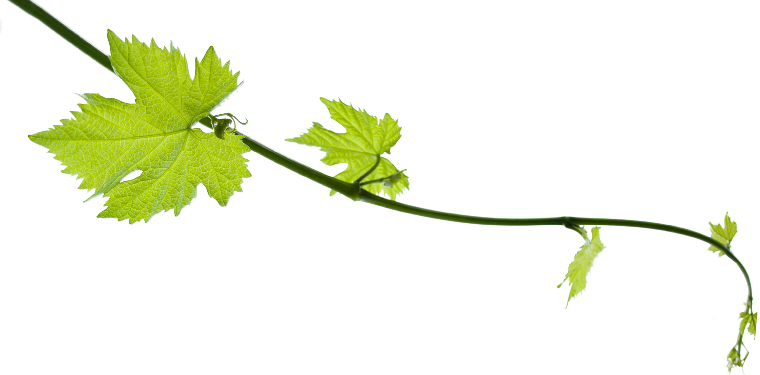 Листья виноградной лозы. Виноградная лоза листья. Ветка лозы винограда. Виноградная лоза вектор. Виноградные листья на прозрачном фоне.