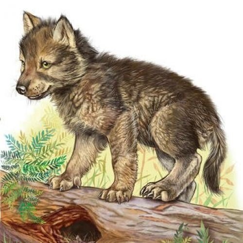 Волчонок на прозрачном фоне для детей (40 фото)