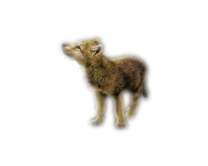 Волчонок на белом фоне