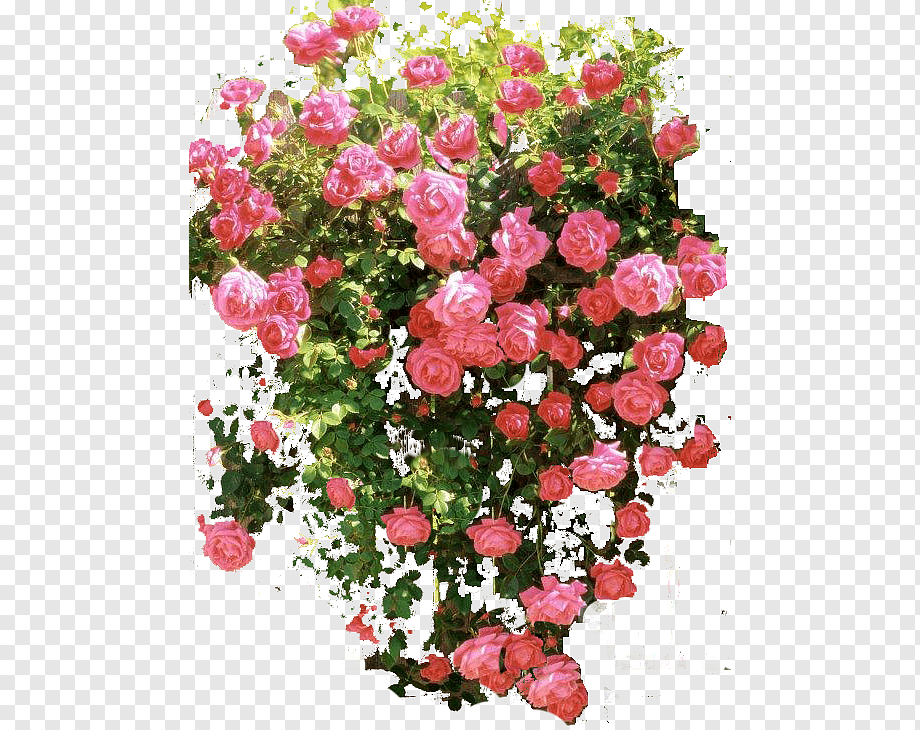 Букет плетистых роз. Куст розы. Розовый куст. Куст розы на прозрачном фоне.