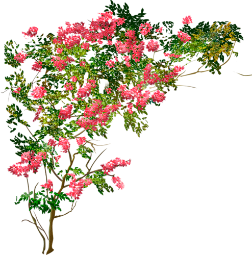 Роза плетистая ветка