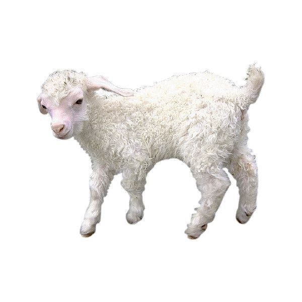 Ягненок для детей