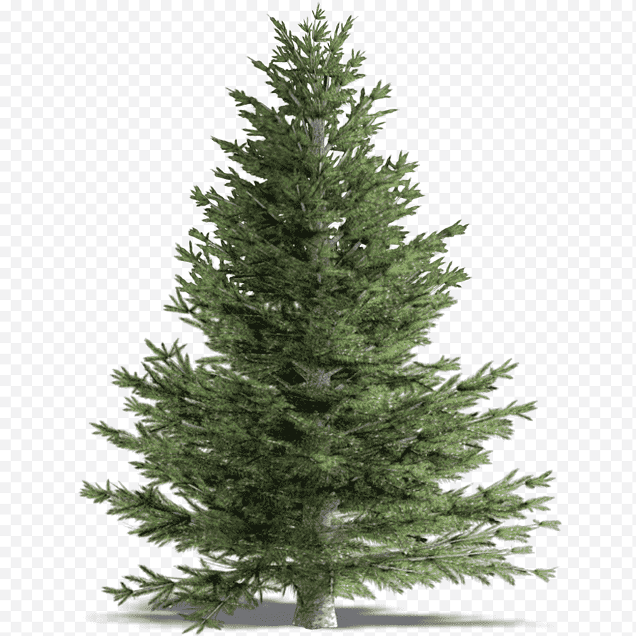 Елка Annapolis fir Tree. Ель елка сосна пихта. Ель сбоку. Пихта Сибирская на белом фоне.