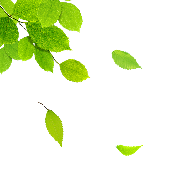 Зеленый листик на белом фоне