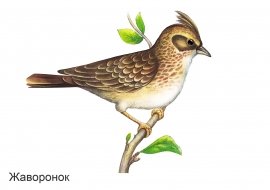 Картинка Жаворонок на прозрачном фоне