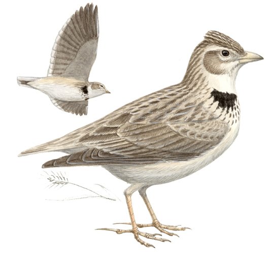 Степной Жаворонок на белом фоне