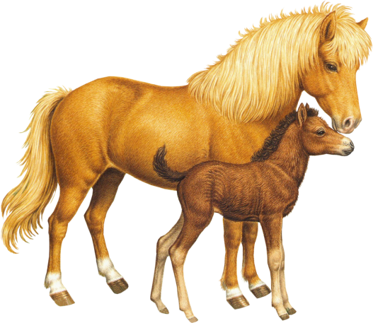 Жеребёнок и белая лошадь