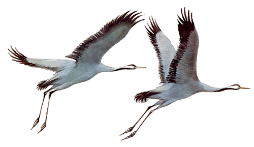 Журавли на белом фоне в хорошем качестве