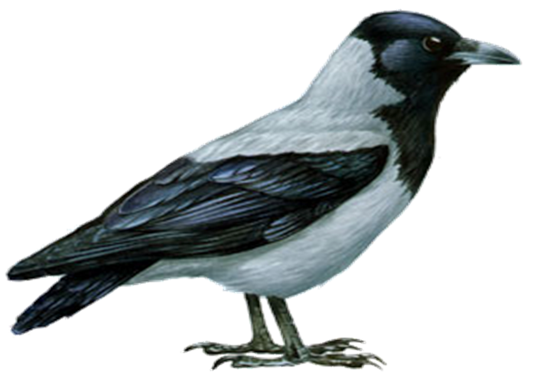 Зимующие птицы для детей на прозрачном фоне (44 фото)