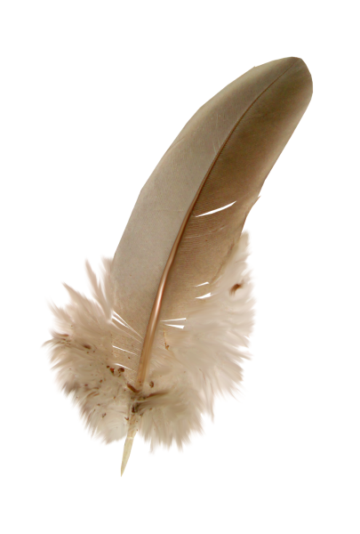 Голубиное перо