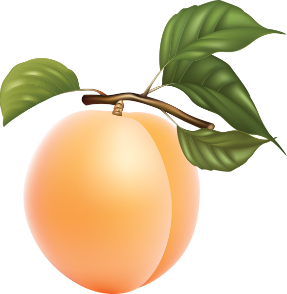 Абрикос на прозрачном фоне