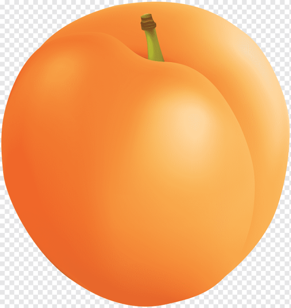 Абрикос нарисовать