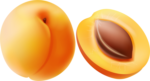 Абрикос в разрезе рисунок