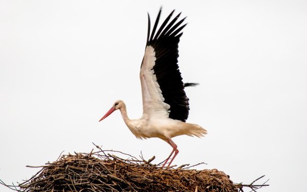 Аист птица