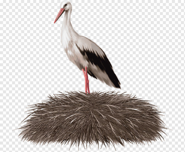 Аист картинка на белом фоне