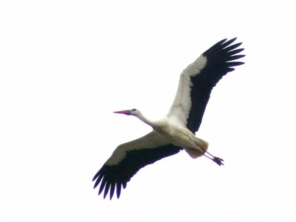 Аист на прозрачном фоне