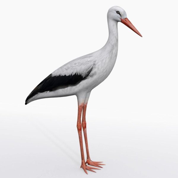 Аист на прозрачном фоне
