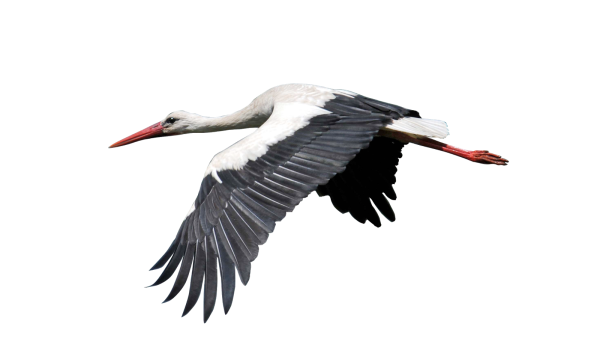 Журавль без фона