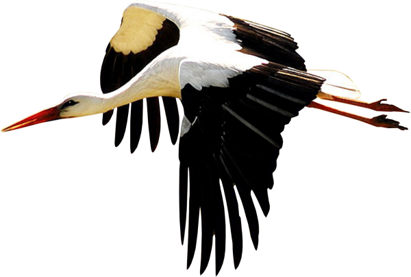 Белый журавль на белом фоне