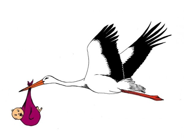 Аист в полете рисунок