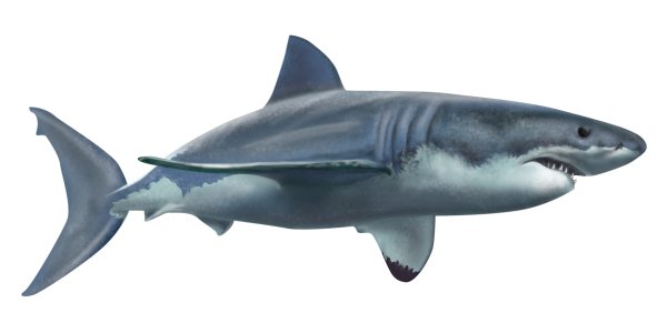 Белая акула