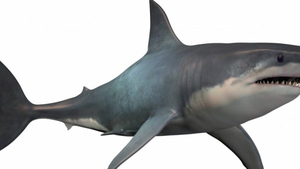 Акула на прозрачном фоне