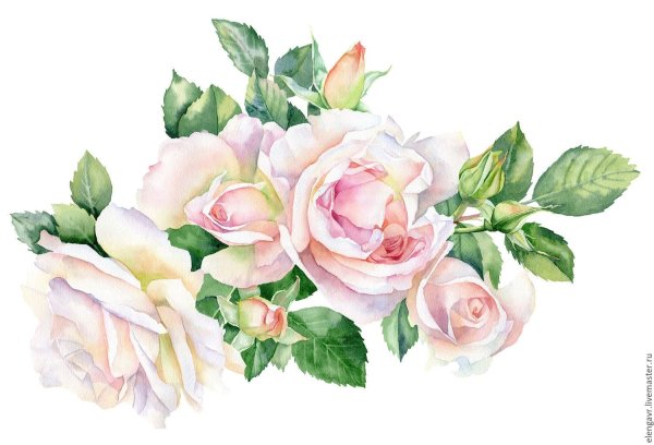 Белые Акварельные цветы