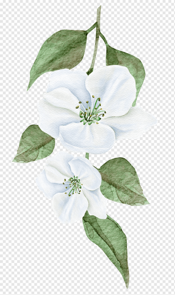 Белые цветы акварель