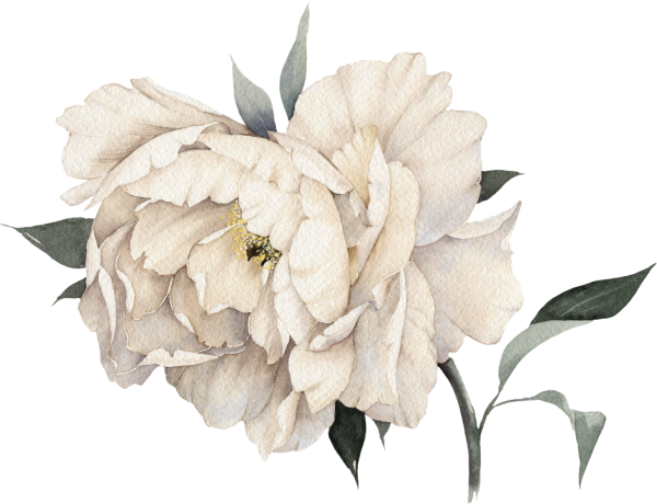 Белые цветы акварель