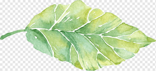 Зеленые листья акварель