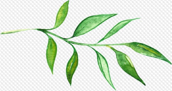 Зеленые листья акварель