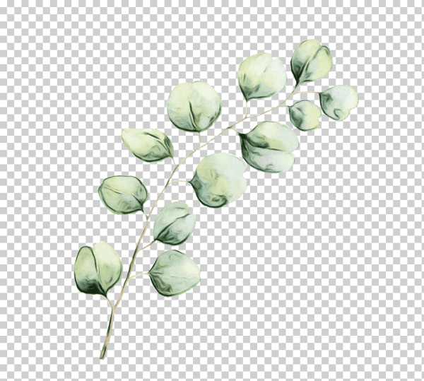 Ветка эвкалипта вектор