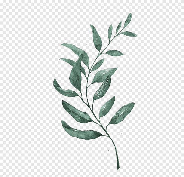 Веточка на белом фоне