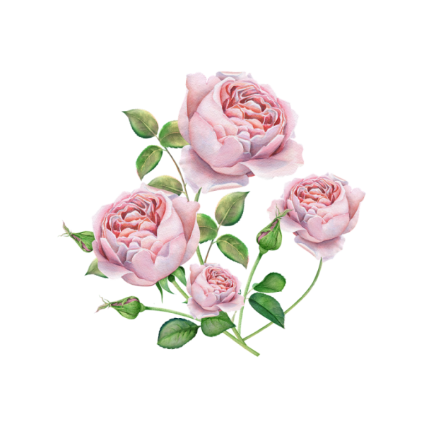 Роза акварель