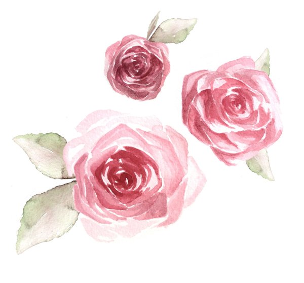 Акварельные розы на белом фоне