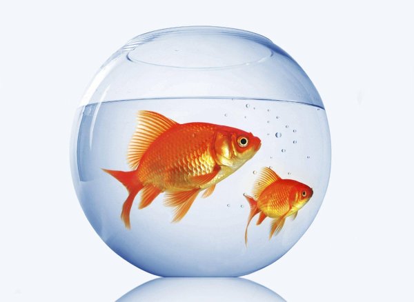 Золотая рыбка в аквариуме