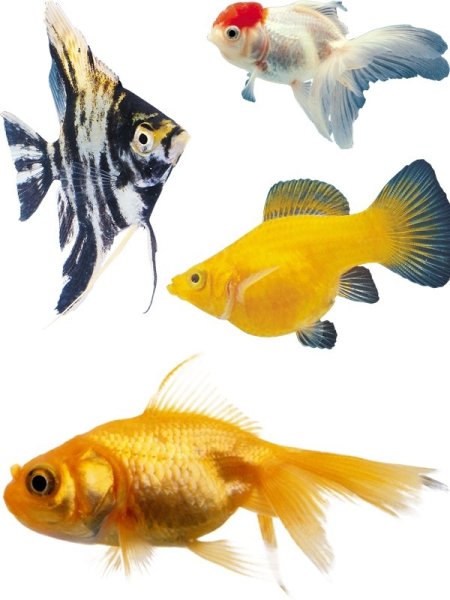 Аквариумные рыбки на белом фоне