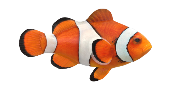 Рыба клоун для детей