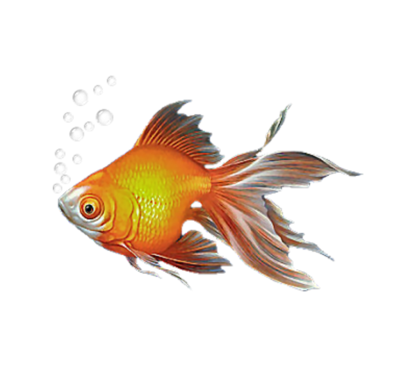 Рыбка на прозрачном фоне