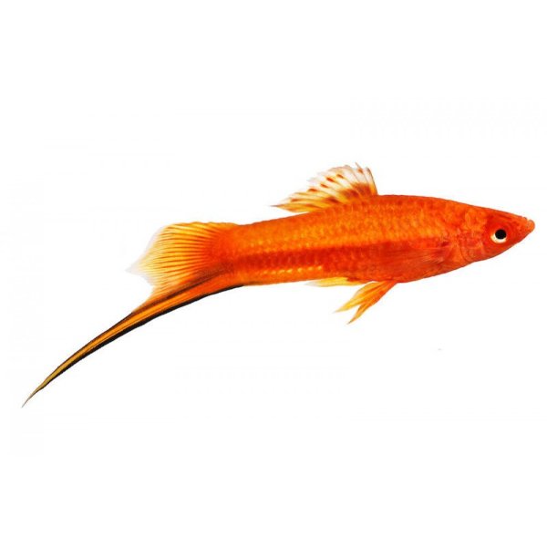 Меченосцы рыбки на белом