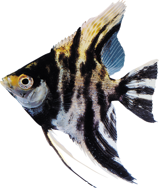 Рыбки на белом фоне