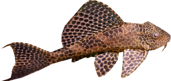 Сомики аквариумные