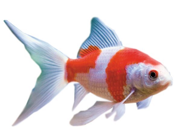 Аквариумные рыбки на белом фоне