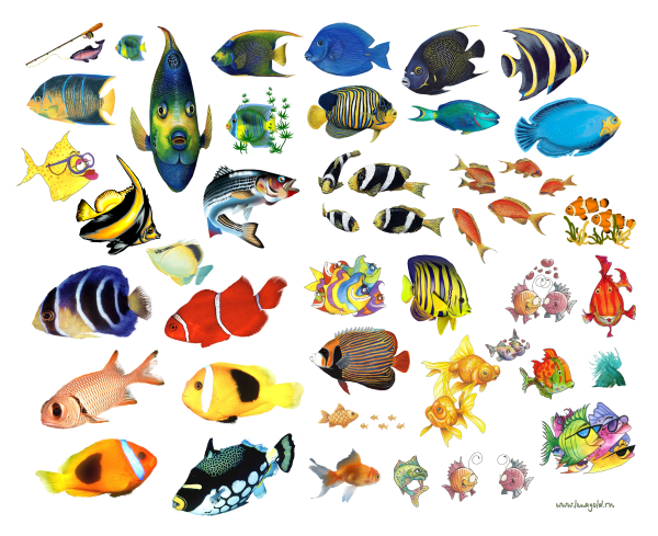 Много рыбы на белом фоне
