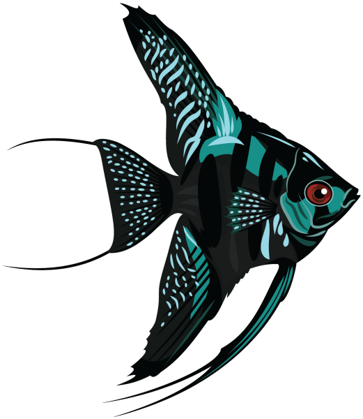 Скалярии аквариумные рыбки