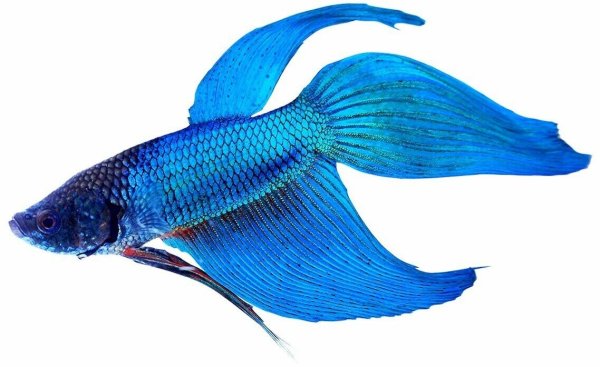 Рыбки на белом фоне