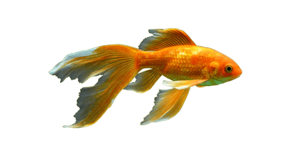 Вуалехвост рыбка на белом фоне