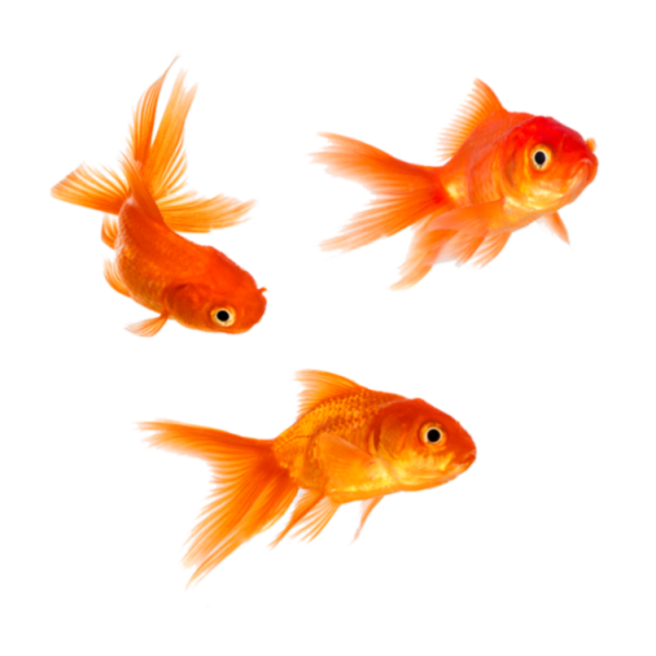 Золотая рыбка