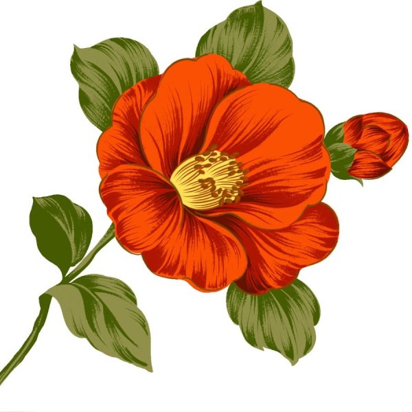 Аленький цветочек без фона