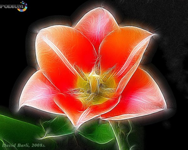 Аленький цветочек цветок огонек